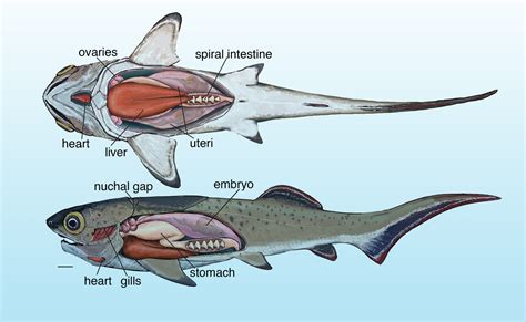 armored fish|Devonian period, armored fish, jawed vertebrates .